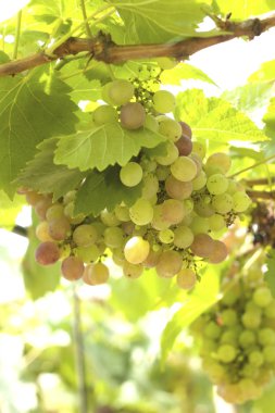 bir üzüm, üzüm asmaları