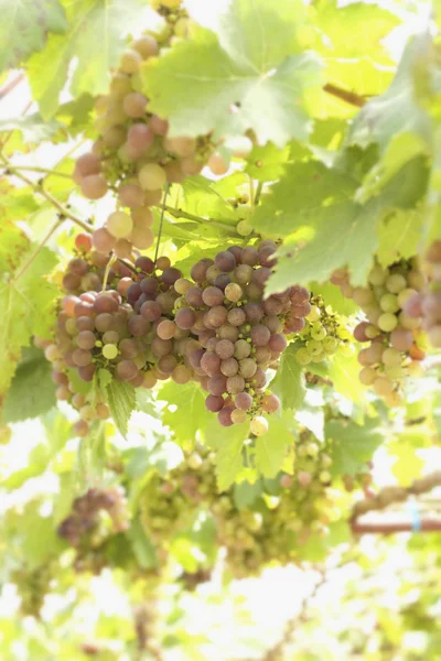 A szőlőskertben a szőlő — Stock Fotó