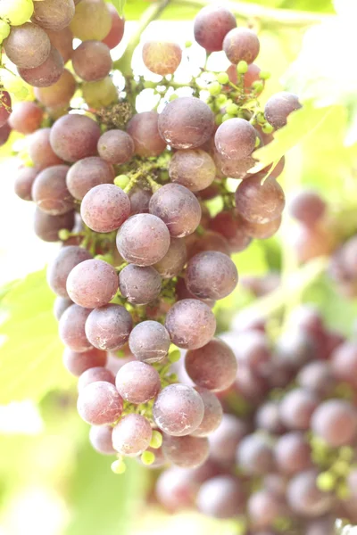 Vinhas de uva em uma vinha — Fotografia de Stock