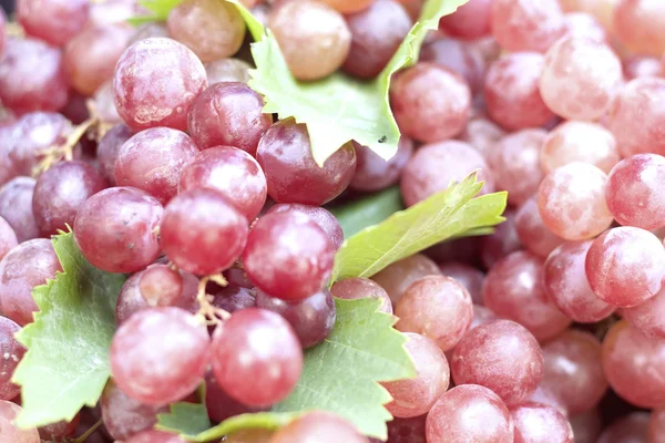 Fresh grapes — Stock Photo, Image