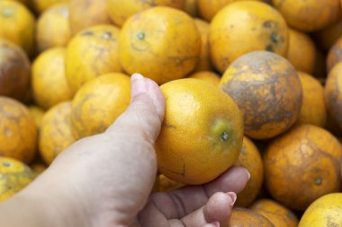 Olgun portakal meyvesi 