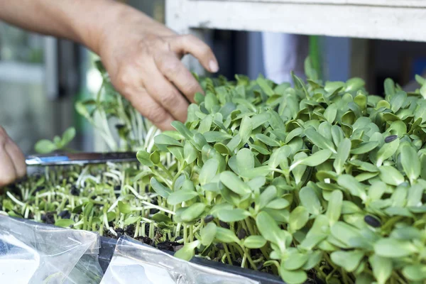 Doğa ile bitkiler zayıf ayçiçeği