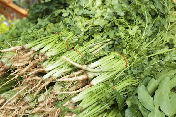 Coriander — Stock Photo, Image