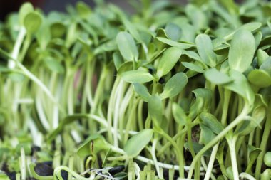 Doğa ile bitkiler zayıf ayçiçeği