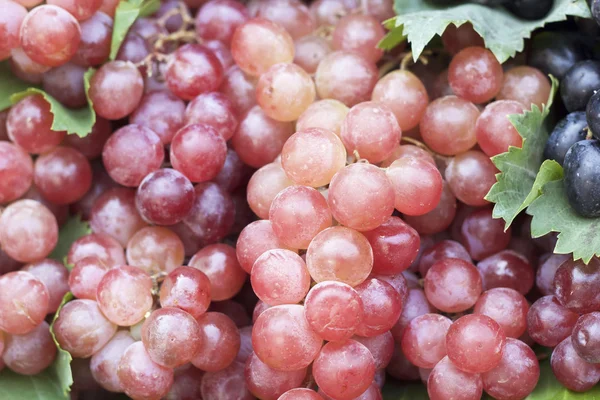 Fresh grapes — Stock Photo, Image