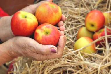 elinde taze kırmızı elma