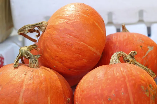 Citrouilles fraîches — Photo