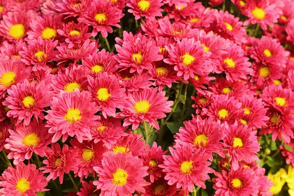 Chrysanthemum flowers with the nature — Stock Photo, Image