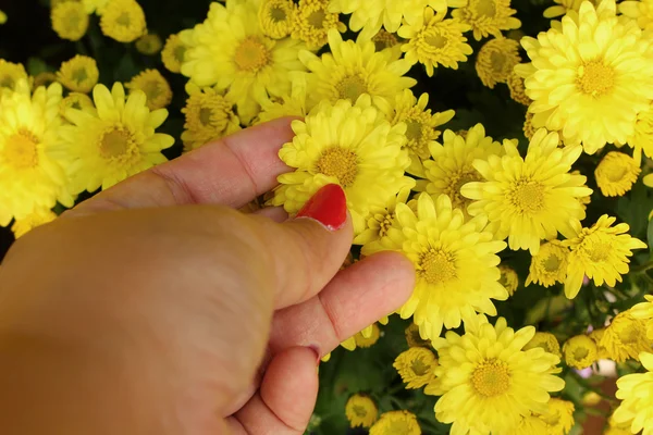 Flores de crisântemo com a natureza — Fotografia de Stock