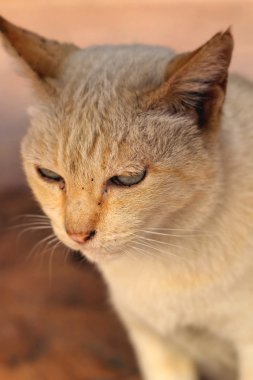 beyaz kedi arıyorum