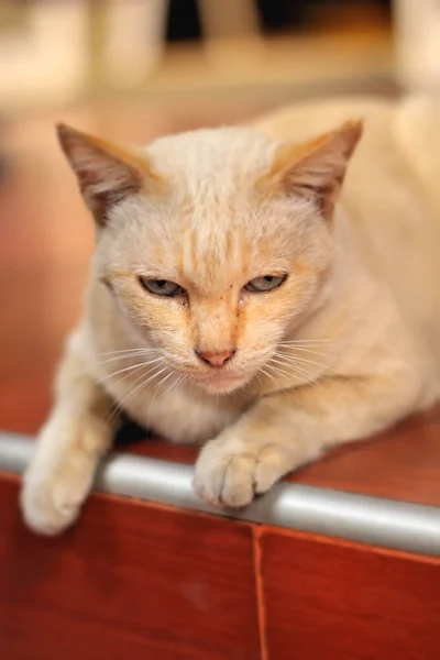 Gato blanco mirando — Foto de Stock