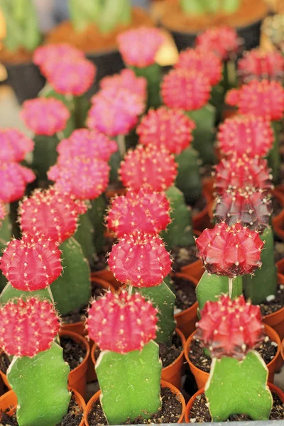 The cactus in the garden — Stock Photo, Image