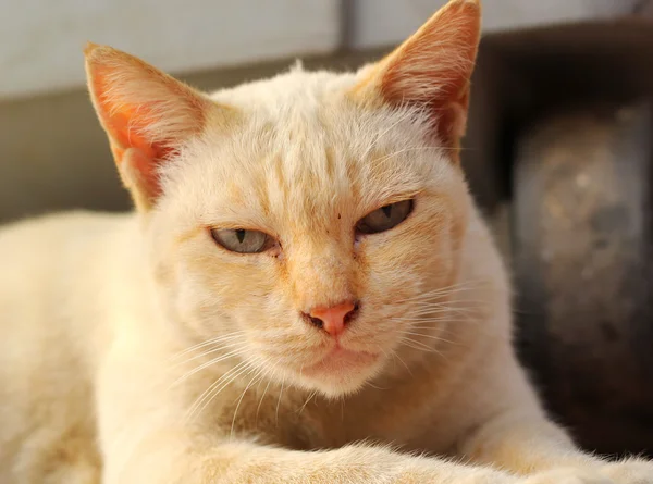 Olho de gato — Fotografia de Stock