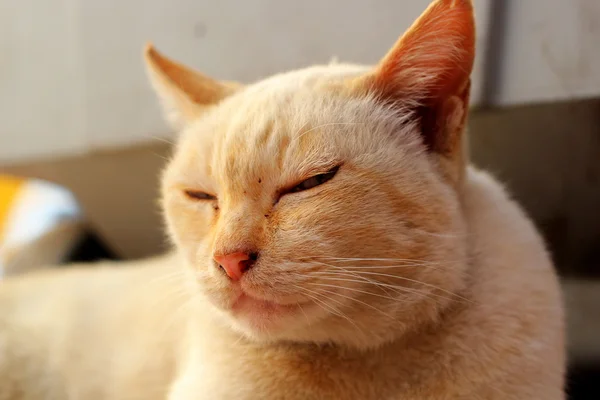 Gato mirando — Foto de Stock