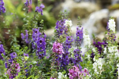 Mor Ada çayı çiçekler