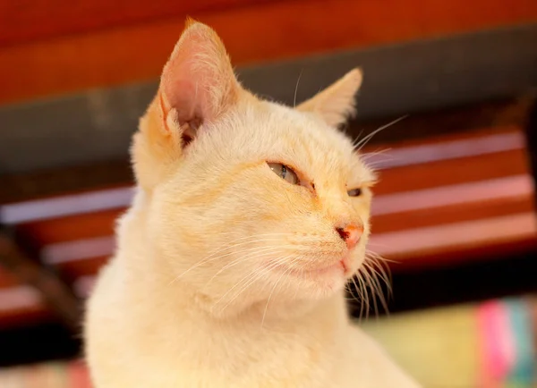 Gato branco olhando — Fotografia de Stock