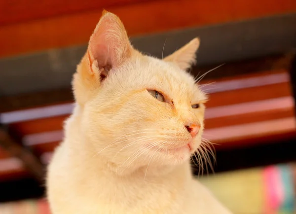 Gatto bianco alla ricerca — Foto Stock