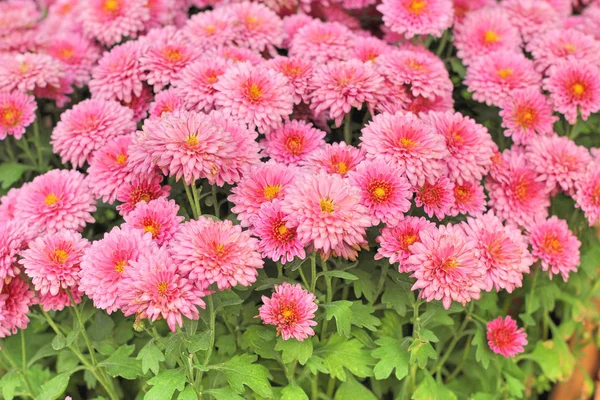 Chrysanthemum flowers with the nature — Stock Photo, Image