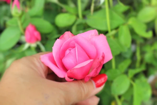 Vermelho rosa bonita na mão — Fotografia de Stock