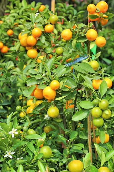 Naranja madura cuelga en el árbol — Foto de Stock