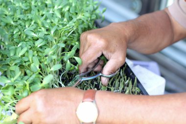 Doğa ile bitkiler zayıf ayçiçeği