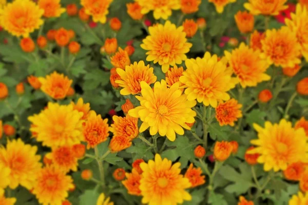 Chrysanthemum květiny s přírodou — Stock fotografie