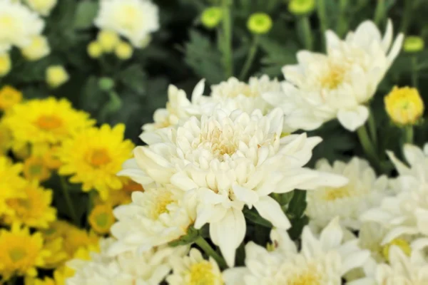 Fleurs de chrysanthème avec la nature — Photo