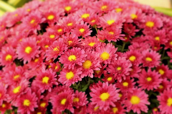 Chrysanthemum květiny s přírodou — Stock fotografie