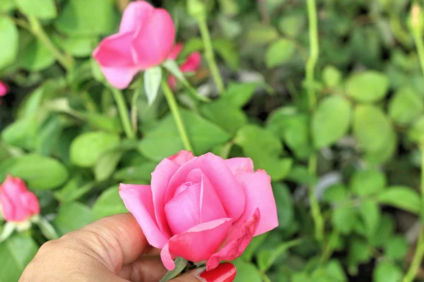 Rose rouge belle à la main — Photo