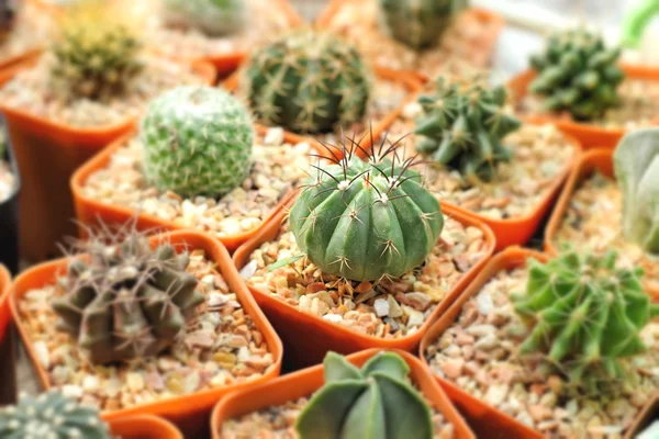 A kaktusz közelsége — Stock Fotó
