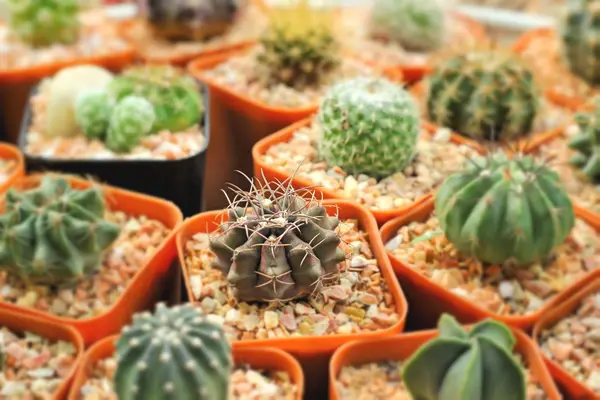 Primer plano del cactus — Foto de Stock