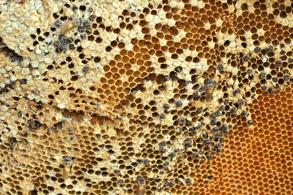 Pente de mel na sucursal no mercado — Fotografia de Stock