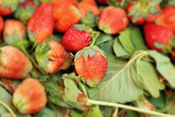 Verse aardbeien op de markt — Stockfoto