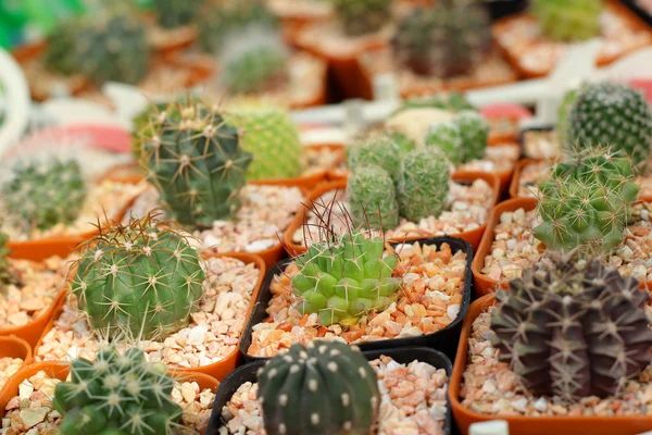 Primer plano del cactus — Foto de Stock