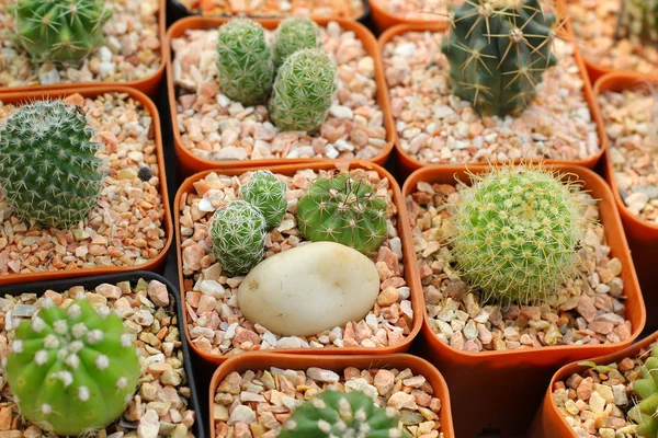 Gros plan du cactus — Photo