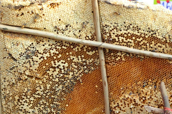 Nido de abeja en la sucursal en el mercado —  Fotos de Stock