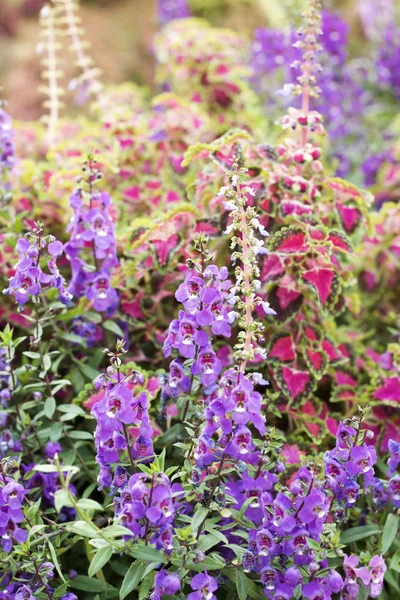 Violette Salvia-Blüten — Stockfoto