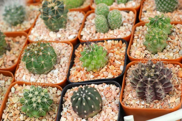 Primer plano del cactus — Foto de Stock