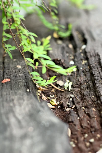 Laisse le vert dans la nature — Photo