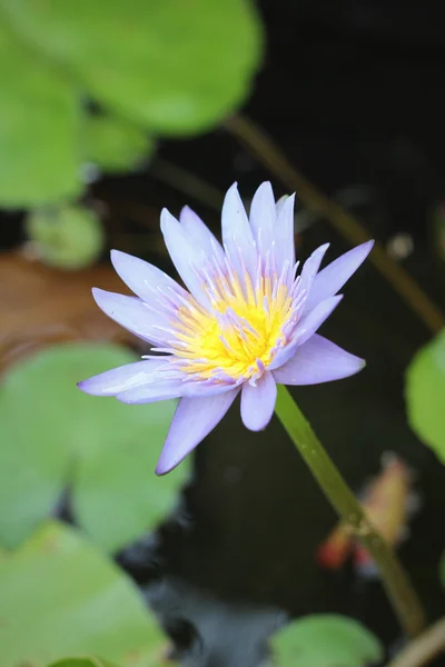 Doğada mor lotus çiçeği — Stok fotoğraf