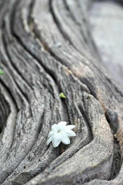 Flor branca no fundo de madeira — Fotografia de Stock