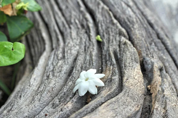 Fleur blanche sur fond bois — Photo