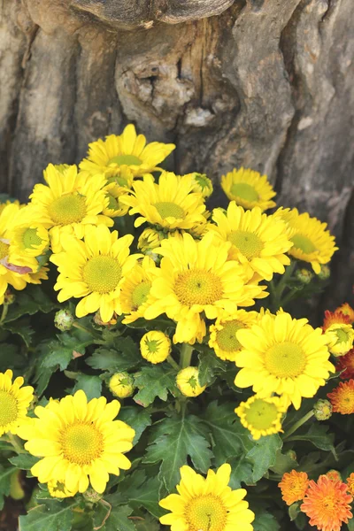 Mooie chrysant in de tuin — Stockfoto