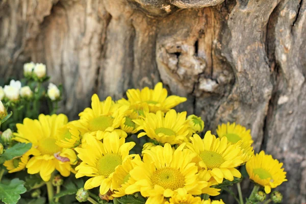 Mooie chrysant in de tuin — Stockfoto