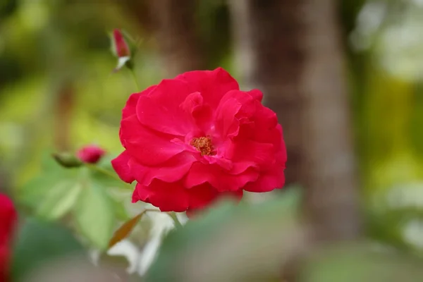 Червона троянда красива на природі — стокове фото