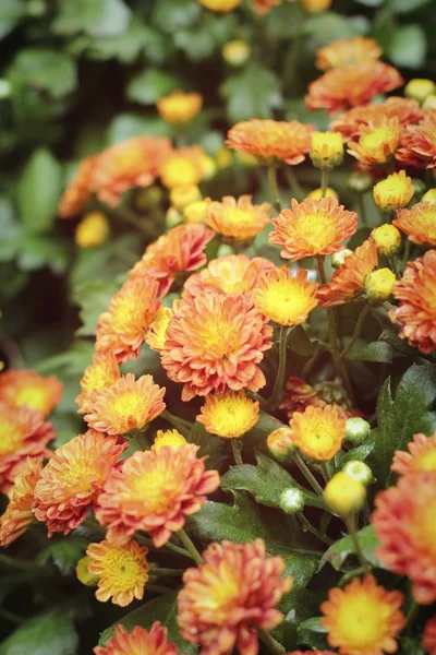 Красивая хризантема в саду — стоковое фото