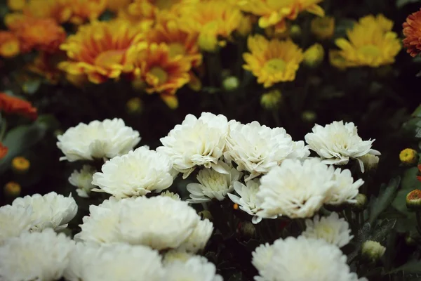 Schöne Chrysantheme im Garten — Stockfoto