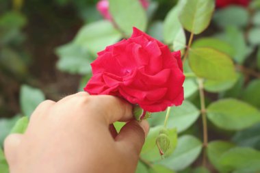 Kırmızı gül doğa güzel