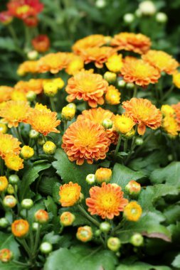 Bahçe güzel krizantem