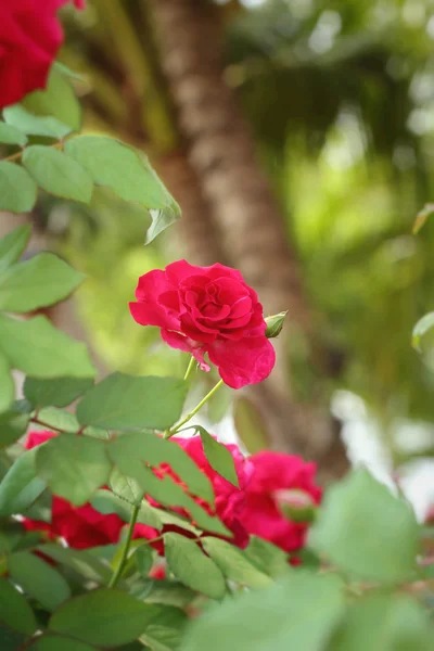 Rosa roja hermosa en la naturaleza — Foto de Stock